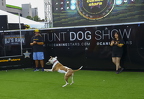 Rescue dog catching frisbee