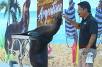 Sea Lion show 2