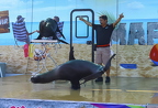 Sea lion show in fan zone