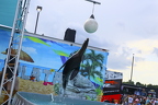 Sea lion show