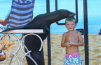 Sea Lion with fan