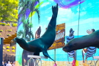 Sea Lions showing off