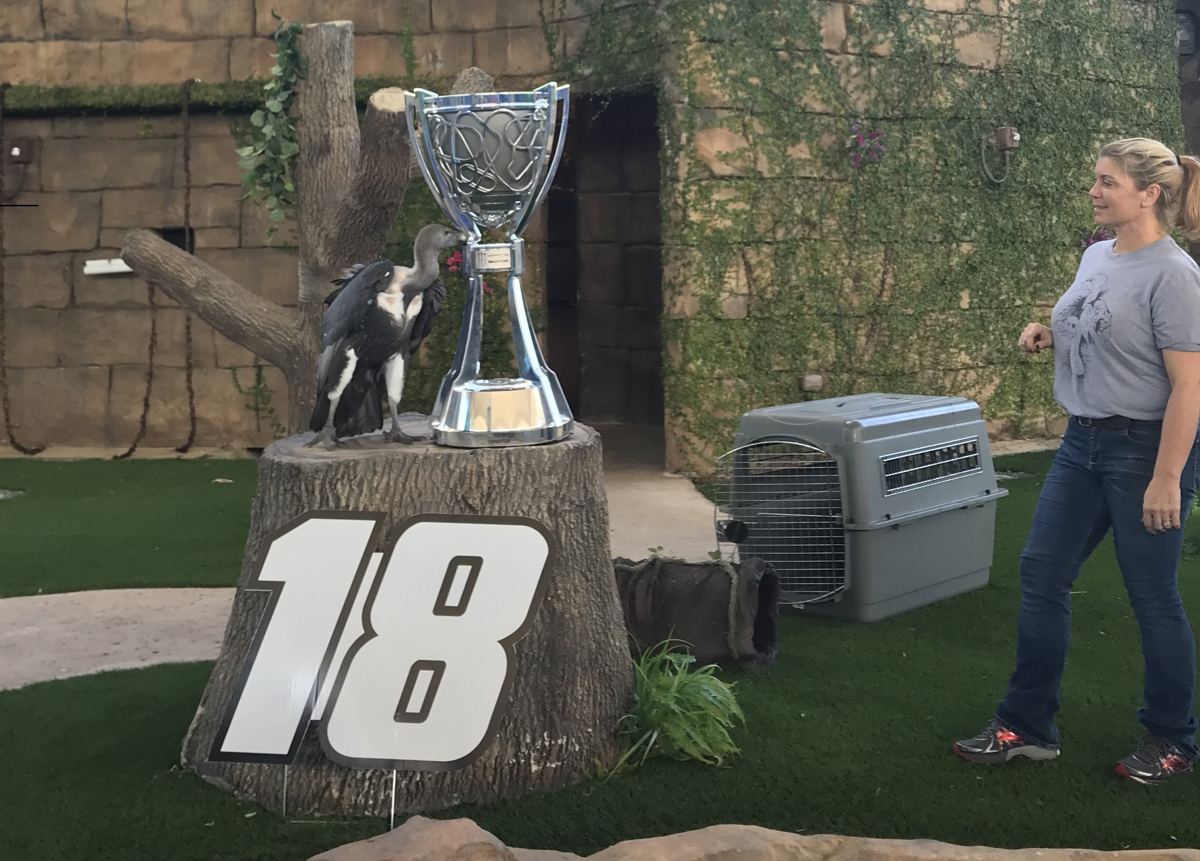 Zoo Miami Indian White-Rumped Vulture Picks Kyle Busch to Win Monster Energy NASCAR Cup Series Championship