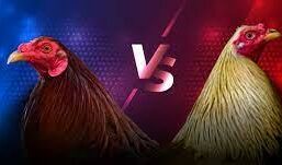 Tactics for Selecting an Online Gaming Website