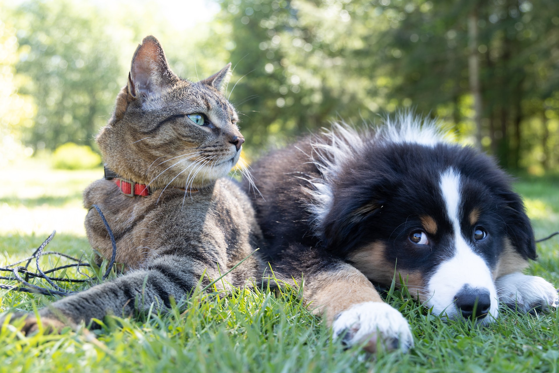 Does Car Insurance Cover Injuries To Pets?