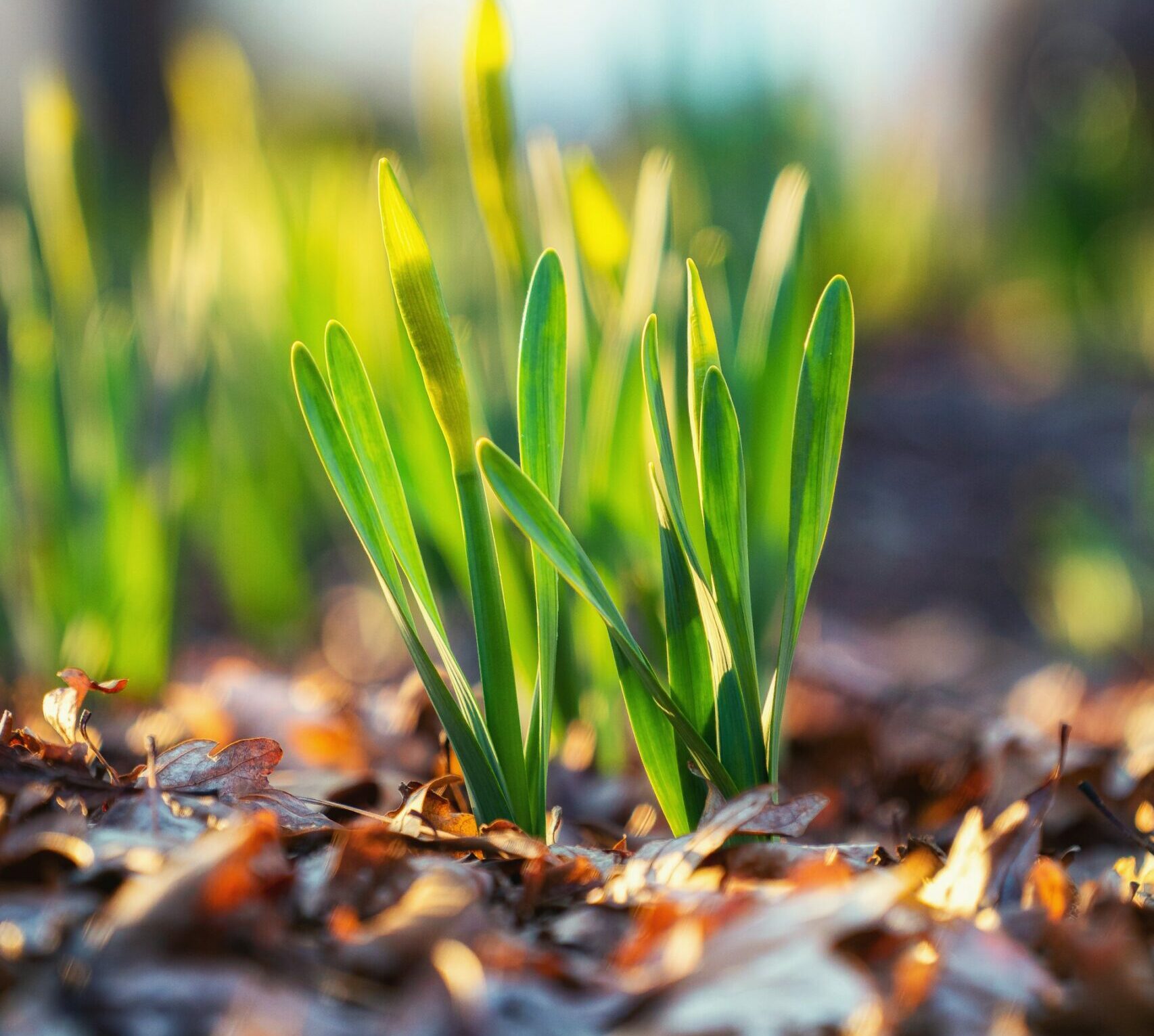 Environmental Conservation and Car Racing: Managing Vegetation for Sustainable Tracks