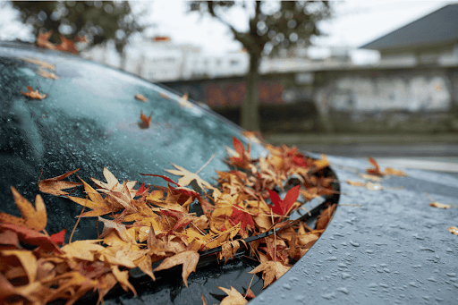 The Quick and Easy Way to Remove Sap from Your Windshield
