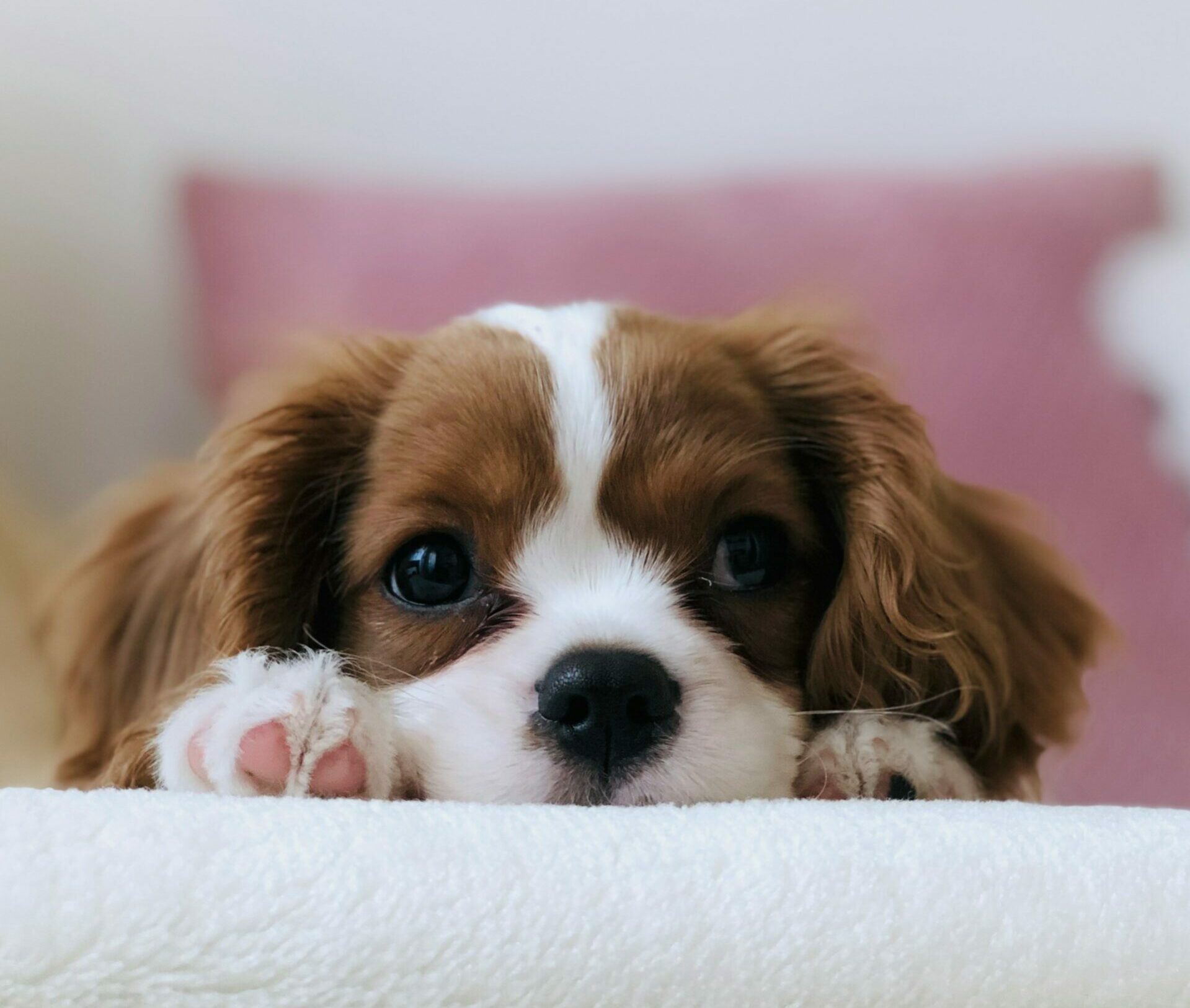 Buddy’s Dog Den Looks At The Role of Play in Canine Development