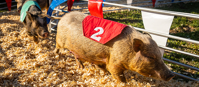 Swifty Swine Pig Races Pace Fan Entertainment Ranging From Trapeze Artists to Dynamic Dance Performers