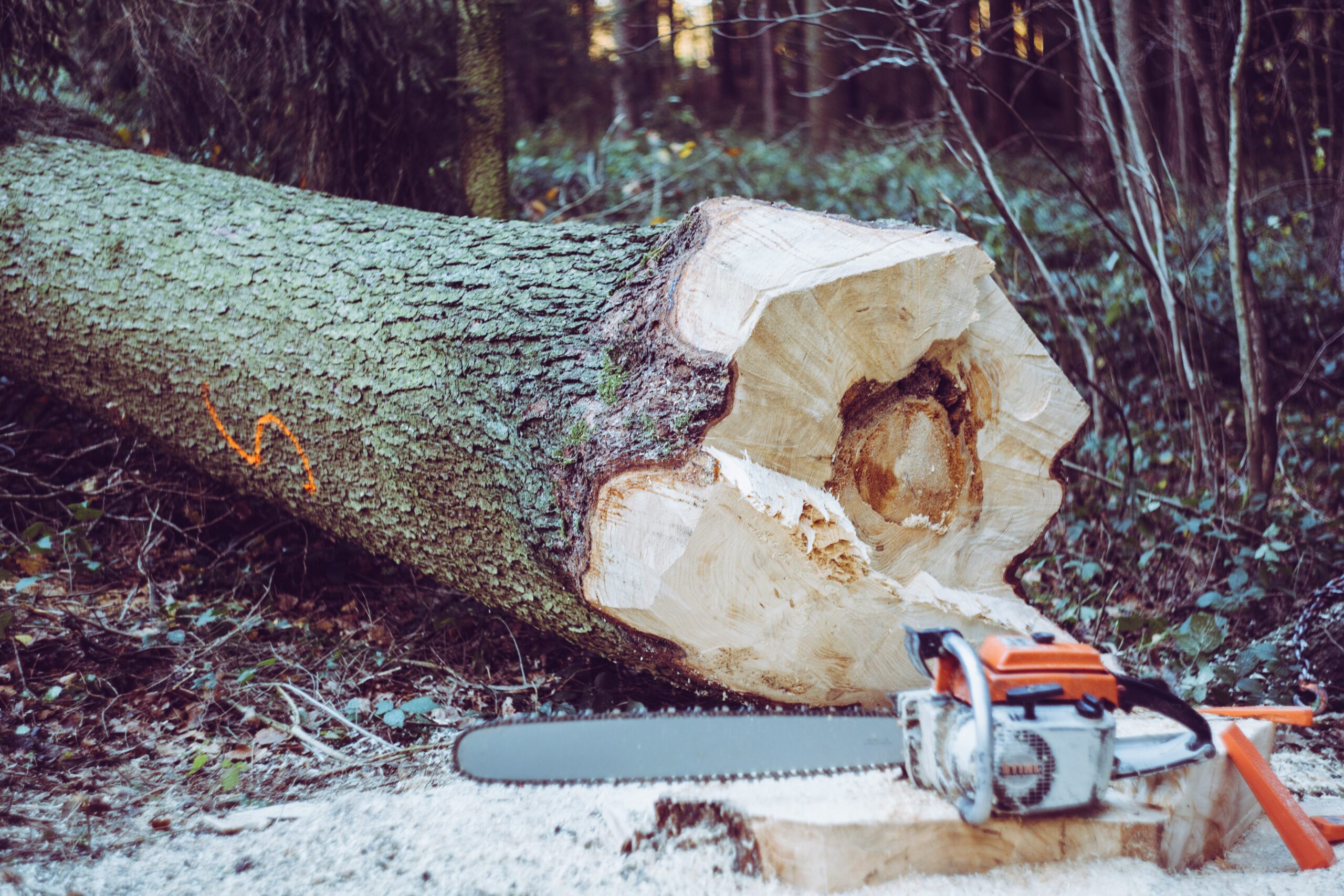 Tree Removal Techniques: The Safest Methods for Large Trees