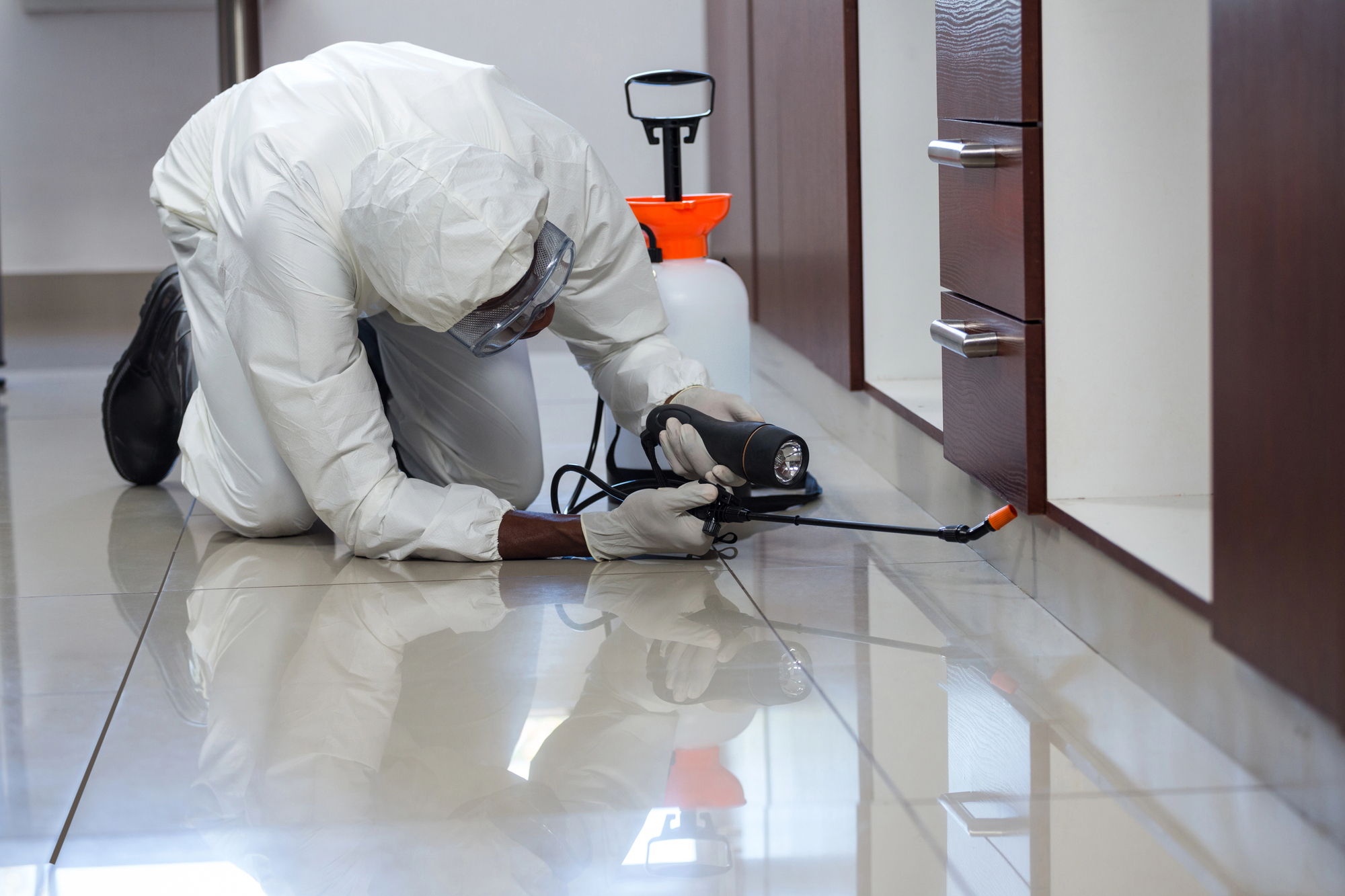 Why Hiring an Expert Pest Control Company Matters in San Antonio