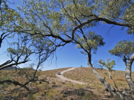 Best Utes In Australia – A Guide For Work, Family And Off Road