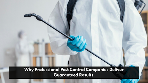 Why Professional Pest Control Companies Deliver Guaranteed Result