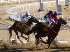 How to Experience a Racing Competition Like a Pro