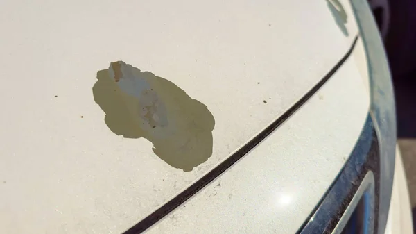 Why Track Day Cars Get Stone Chips and How to Repair Them Why Track Day Cars Get Stone Chips and How to Repair Them
