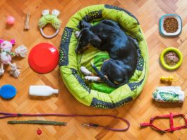 The Style Guide to Choosing Pet Accessories That Actually Last