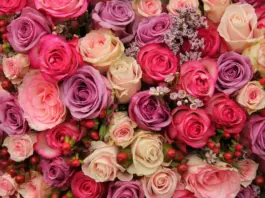Playa Blanca Rose Bouquet: The Beauty of 100 White Roses