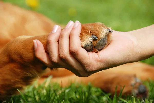Dog Boarding Preparation Steps That Help Pets Adjust Smoothly Before an Overnight Stay Dog Boarding Preparation Steps That Help Pets Adjust Smoothly Before an Overnight Stay