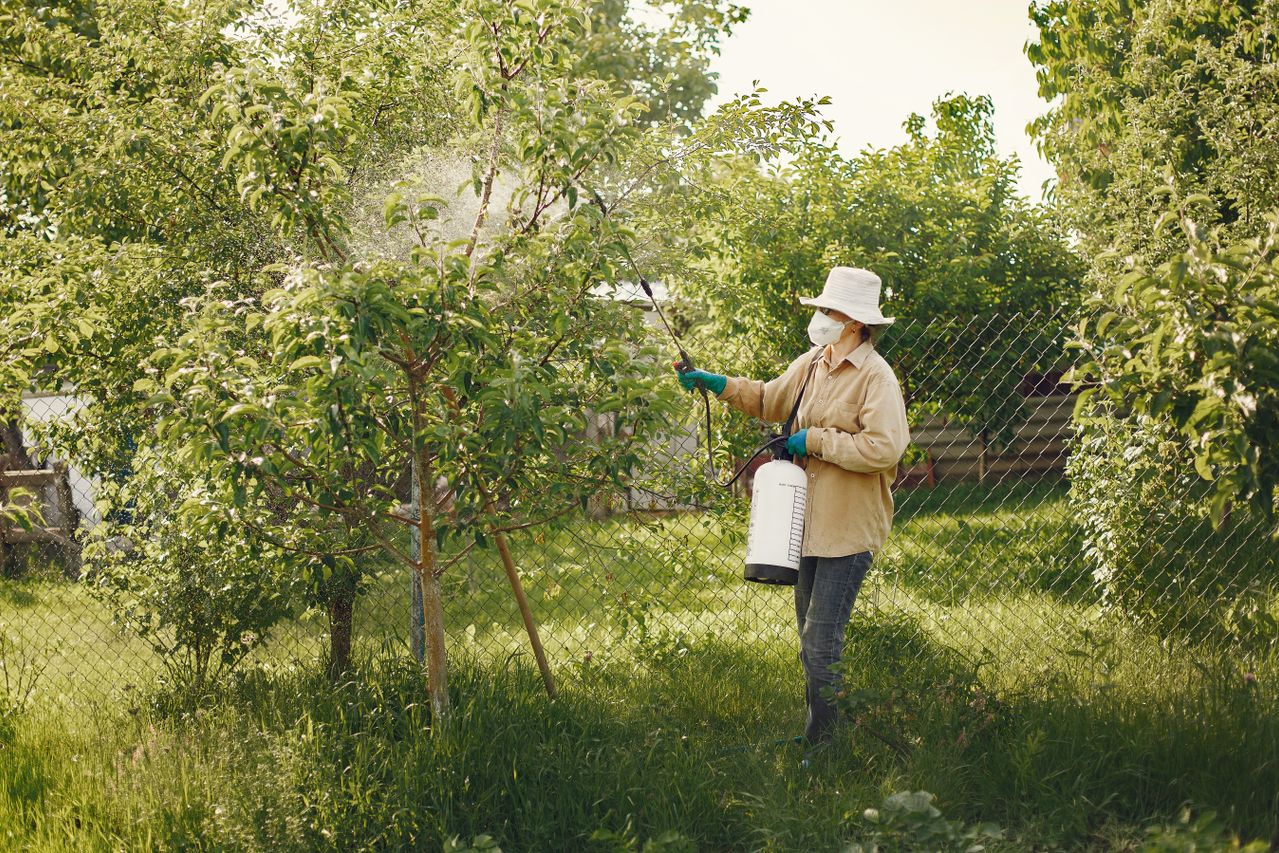 Why Is Consistent Pest Management Non-Negotiable In Tropical Climates? Why Is Consistent Pest Management Non-Negotiable In Tropical Climates?