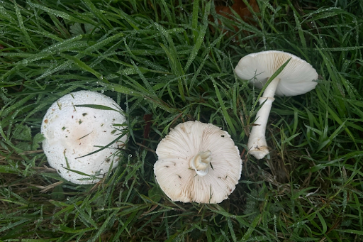 White Parasol Mushroom Identification & Look Alikes White Parasol Mushroom Identification & Look Alikes