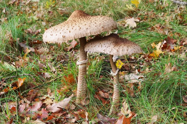 7 Mushroom Identification Tools Compared 7 Mushroom Identification Tools Compared