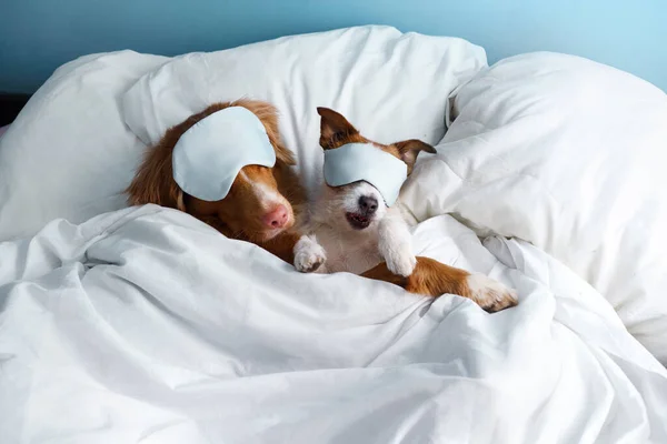 Helping Social Dogs Build a Balanced Weekly Routine Through Structured Daycare Activities Helping Social Dogs Build a Balanced Weekly Routine Through Structured Daycare Activities