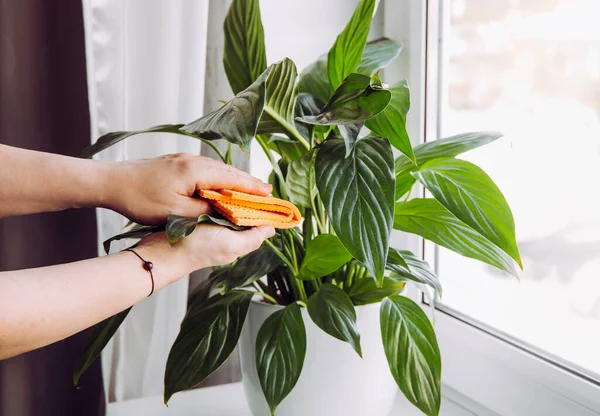 How to Clean Around Indoor Plants Without Spreading Soil and Water Marks How to Clean Around Indoor Plants Without Spreading Soil and Water Marks