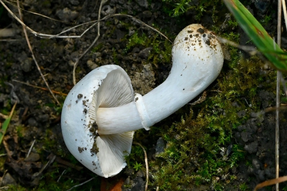 Parasol Mushroom