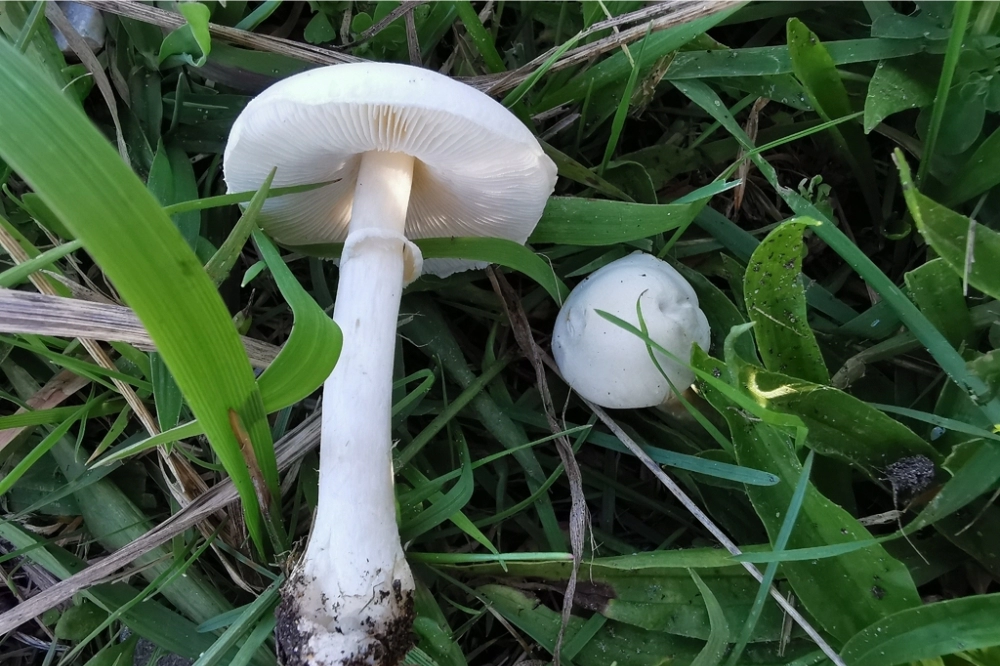White Parasol
