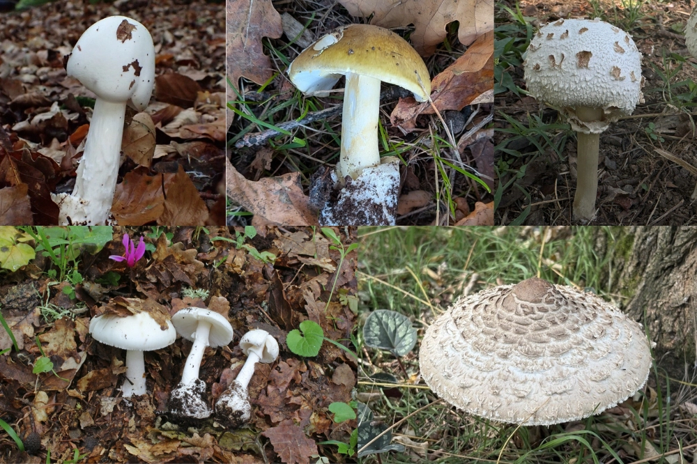 Parasol Mushroom Look Alikes